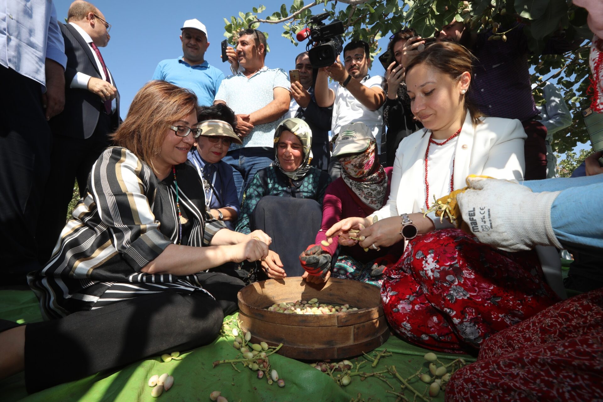 FıstıkHasadi2.jpg