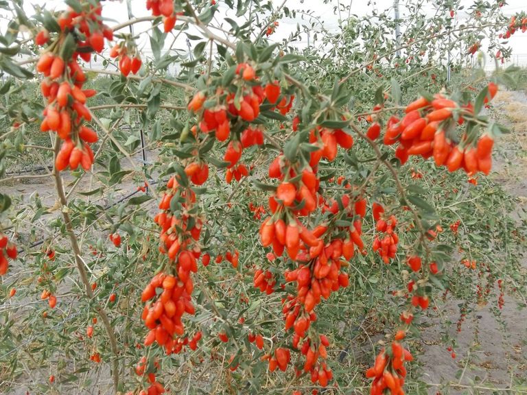 Goji Berry nedir? Faydaları nelerdir? Goji Berry ile yemek tarifleri