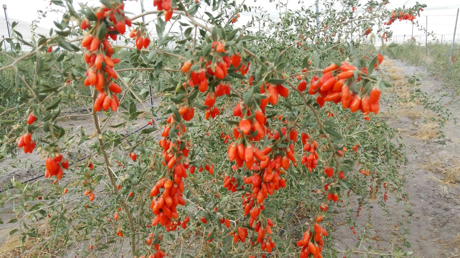 Goji Berry nedir? Faydaları nelerdir? Goji Berry ile yemek tarifleri
