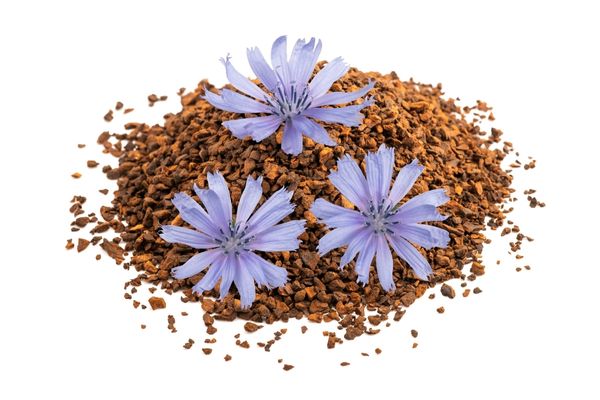 Hindiba Kahvesi'nin Faydaları