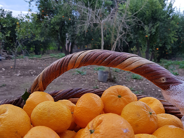mandalina_festivali