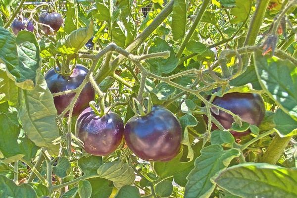 Mor Domates: Faydaları Nelerdir?