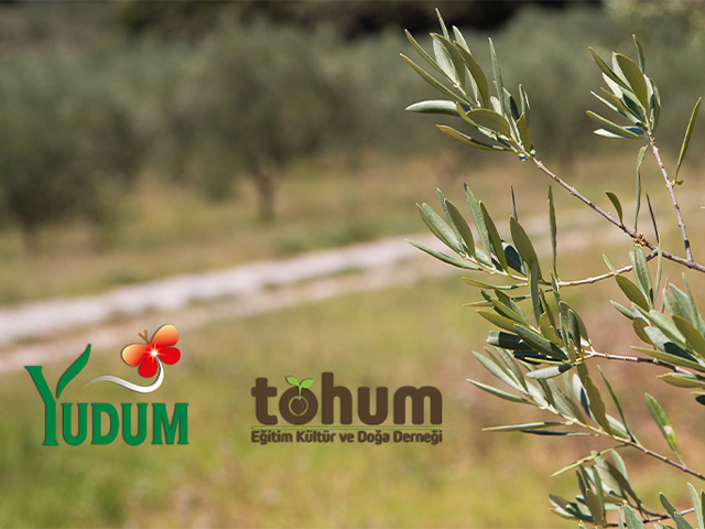 yudum egemden, yudum zeytinyağı, zeytin, zeytin ağacı